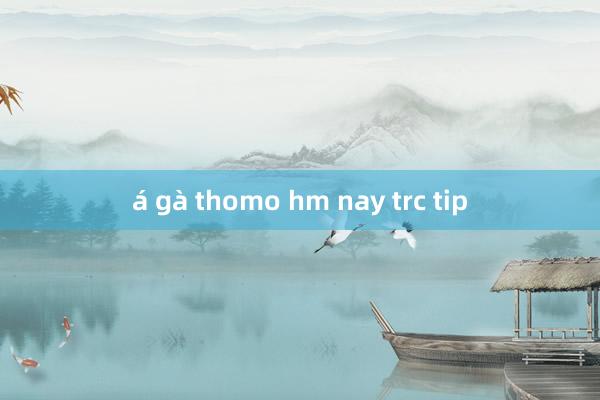 á gà thomo hm nay trc tip