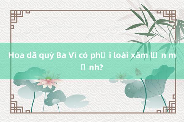 Hoa dã quỳ Ba Vì có phải loài xâm lấn mạnh?